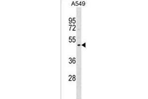 DNASE1L1 Antibody (Center) (ABIN1537961 and ABIN2850217) western blot analysis in A549 cell line lysates (35 μg/lane). (DNASEX antibody  (AA 177-204))