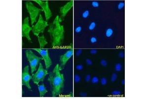 IF/ICC testing of fixed and permeabilized human HeLa cells with GAPDH antibody (green) at 5ug/ml and DAPI nuclear stain (blue). (GAPDH antibody)