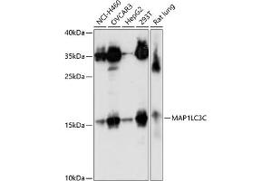 Western blot analysis of extracts of various cell lines, using MLC3C antibody (ABIN7268521) at 1:1000 dilution. (LC3C antibody  (AA 1-147))