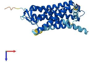 Olfactory Receptor, Family 8, Subfamily B, Member 8 (OR8B8) (AA 1-311) protein (His tag)