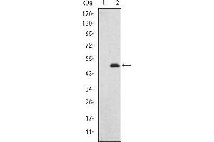 Western blot analysis using GKAP mAb against HEK293 (1) and GKAP(AA: 490-663)-hIgGFc transfected HEK293 (2) cell lysate. (DLGAP1 antibody)