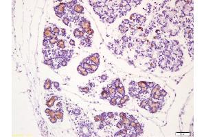 Formalin-fixed and paraffin embedded mouse embryo labeled with Anti-Osteocalcin Polyclonal Antibody, Unconjugated (ABIN1385851) at 1:200 followed by conjugation to the secondary antibody and DAB staining (Osteocalcin antibody  (AA 21-100))