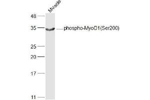 Mouse muscle lysates probed with MyoD1(Ser200) Polyclonal Antibody, Unconjugated  at 1:500 dilution and 4˚C overnight incubation. (MYOD1 antibody  (pSer200))