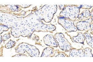Detection of ALPI in Human Placenta Tissue using Polyclonal Antibody to Alkaline Phosphatase, Intestinal (ALPI) (Intestinal Alkaline Phosphatase antibody  (AA 20-333))