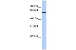 GPR75 antibody used at 1 ug/ml to detect target protein. (GPR75 antibody  (Middle Region))