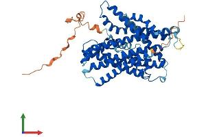 AlphaFold protein structure predicition of Mouse Recombinant Slc36a2 Protein, UniprotID Q8BHK3
