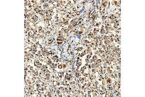 IHC analysis of NLRX1 using anti-NLRX1 antibody (ABIN7602716). (NLRX1 antibody  (AA 98-874))
