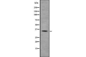 GNB2 antibody  (C-Term)