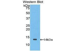 Western Blotting (WB) image for anti-Chemokine (C-C Motif) Ligand 9 (Ccl9) (AA 27-117) antibody (ABIN1859835)