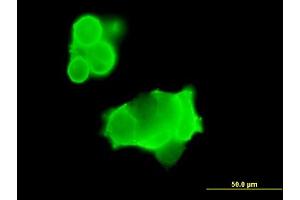 Immunofluorescence of purified MaxPab antibody to GRIK3 on 293 cell. (GRIK3 antibody  (AA 1-919))
