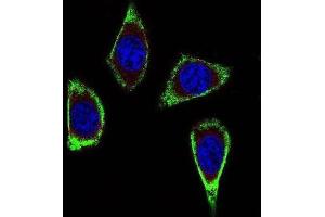 Immunofluorescence (IF) image for anti-Ret Proto-Oncogene (RET) antibody (ABIN2923776)