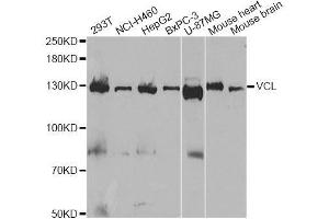 Western blot analysis of extracts of various cell lines, using VCL antibody. (Vinculin antibody  (AA 767-1066))