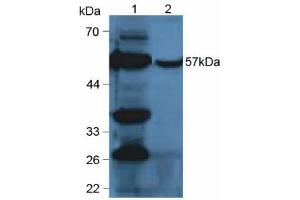 Western blot analysis of (1) Mouse Liver Tissue and (2) Mouse Liver Tissue.