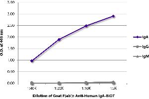 ELISA plate was coated with purified human IgA, IgG, and IgM. (Goat anti-Human IgA Antibody (Biotin))