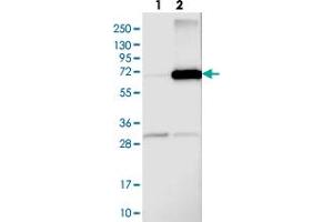 Western blot analysis of Lane 1: Negative control (vector only transfected HEK293T lysate), Lane 2: Over-expression Lysate (Co-expressed with a C-terminal myc-DDK tag (~3. (Arylsulfatase D antibody)