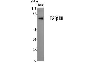 Western Blot analysis of various cells using TGFβ RII Polyclonal Antibody diluted at 1:2000.