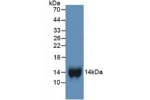 Detection of Recombinant bTG, Human using Monoclonal Antibody to Chemokine (C-X-C motif) ligand 7 ( CXCL7) (CXCL7 antibody  (AA 59-128))
