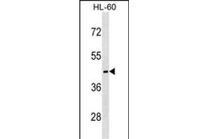 MC5R Antibody (C-term) (ABIN1537027 and ABIN2850357) western blot analysis in HL-60 cell line lysates (35 μg/lane). (MC5 Receptor antibody  (C-Term))