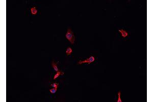 ABIN6276760 staining HepG2? (NPPA antibody  (C-Term))