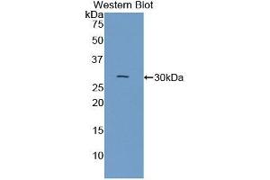 Detection of Recombinant CNTN3, Mouse using Polyclonal Antibody to Contactin 3 (CNTN3)