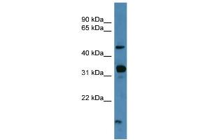 WB Suggested Anti-NPFFR2 Antibody Titration: 0.