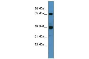 Galnt11 antibody used at 2. (GALNT11 antibody  (N-Term))