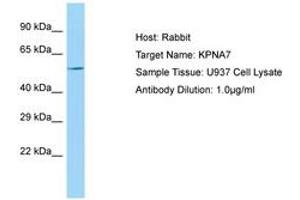 Image no. 1 for anti-Karyopherin alpha 7 (Importin alpha 8) (KPNA7) (AA 424-473) antibody (ABIN6750111) (KPNA7 antibody  (AA 424-473))
