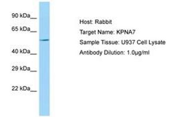 KPNA7 antibody  (AA 424-473)