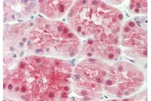 Rabbit Anti-ALAD antibody  Formalin Fixed Paraffin Embedded Tissue: Human Kidney Primary antibody Concentration: 1:100 Secondary Antibody: Donkey anti-Rabbit-Cy3 Secondary Antibody Concentration: 1:200 Magnification: 20x Exposure Time: 0. (ALAD antibody  (N-Term))