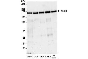 Western Blotting (WB) image for anti-Mediator Complex Subunit 1 (MED1) (C-Term) antibody (ABIN7453585) (MED1 antibody  (C-Term))