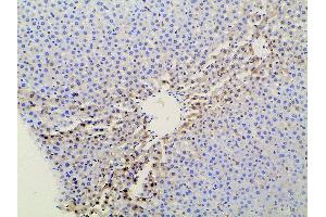 Immunohistochemistry (IHC) image for anti-Ephrin B2 (EFNB2) (C-Term) antibody (ABIN6261455)