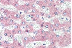 Human Liver (formalin-fixed, paraffin-embedded) stained with HYOU1 antibody ABIN396969 at 5 ug/ml followed by biotinylated goat anti-rabbit IgG secondary antibody ABIN481713, alkaline phosphatase-streptavidin and chromogen. (HYOU1 antibody  (C-Term))