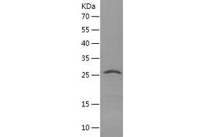 Western Blotting (WB) image for Transcription Factor A, Mitochondrial (TFAM) (AA 43-246) protein (His tag) (ABIN7125440) (TFAM Protein (AA 43-246) (His tag))