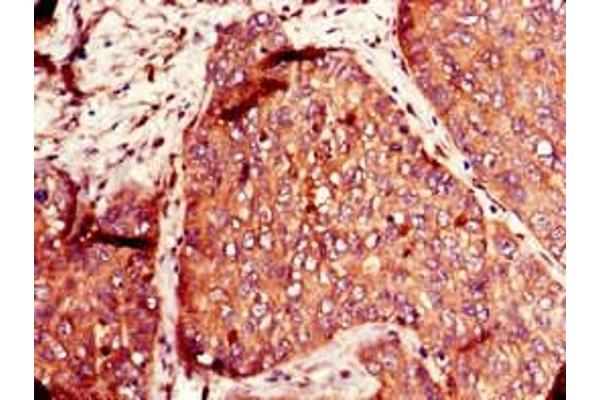 SLC12A7 antibody  (AA 11-117)