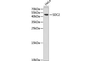 Western blot analysis of extracts of HeLa cells, using SDC2 antibody (ABIN3022587, ABIN3022588, ABIN3022589 and ABIN6218928) at 1:1000 dilution.