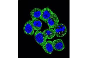 Confocal immunofluorescent analysis of PTEN Antibody (C-term ) (ABIN6242539 and ABIN6579043) with Hela cell followed by Alexa Fluor 488-conjugated goat anti-rabbit lgG (green). (PTEN antibody  (C-Term))