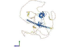 AlphaFold protein structure predicition of Human Recombinant CD2AP Protein, UniprotID Q9Y5K6 (CD2AP Protein (AA 1-639) (His tag))