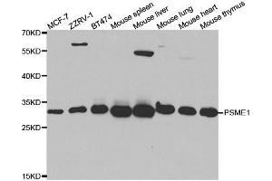 Western blot analysis of extracts of various cell lines, using PSME1 antibody. (PSME1 antibody  (AA 1-249))