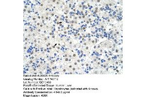 Human Liver (NOBOX antibody  (N-Term))