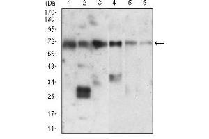 Western Blotting (WB) image for anti-X-Ray Repair Complementing Defective Repair in Chinese Hamster Cells 6 (XRCC6) (AA 6-214) antibody (ABIN5542547)