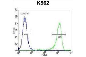 Flow cytometric analysis of K562 cells (right histogram) compared to a negative control cell (left histogram) using MLH1  Antibody , followed by FITC-conjugated goat-anti-rabbit secondary antibodies. (MLH1 antibody  (Middle Region))