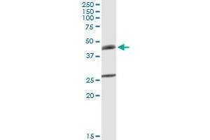 B4GALT3 MaxPab rabbit polyclonal antibody. (B4GALT3 antibody  (AA 1-393))