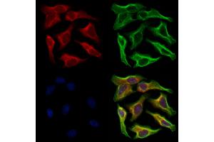 ABIN6263564 and ABIN6273144 staining Hela cells by IF/ICC.