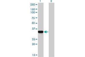 Western Blotting (WB) image for anti-Granzyme B (GZMB) (AA 1-247) antibody (ABIN516318)