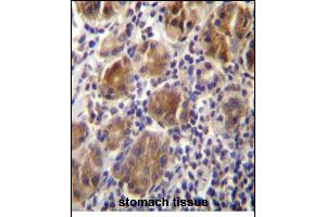 MLPH Antibdy (C-term) (ABIN656542 and ABIN2845806) immunohistochemistry analysis in formalin fixed and paraffin embedded human stomach tissue followed by peroxidase conjugation of the secondary antibody and DAB staining. (Melanophilin antibody  (C-Term))