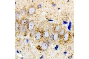 Immunohistochemical analysis of DHODH staining in mouse brain formalin fixed paraffin embedded tissue section. (DHODH antibody)