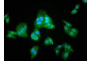 Immunofluorescence staining of HepG2 cells with ABIN7157906 at 1:100, counter-stained with DAPI. (LANCL2 antibody  (AA 2-106))