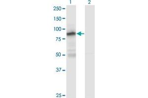 Western Blot analysis of ZNF287 expression in transfected 293T cell line by ZNF287 monoclonal antibody (M12), clone 1A2.