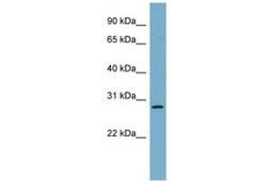 Image no. 1 for anti-Microvascular Endothelial Differentiation Gene 1 Protein (DNAJB9) (N-Term) antibody (ABIN6741963) (DNAJB9 antibody  (N-Term))