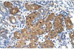 Immunohistochemistry (IHC) image for anti-Betaine--Homocysteine S-Methyltransferase (BHMT) (N-Term) antibody (ABIN2773785)